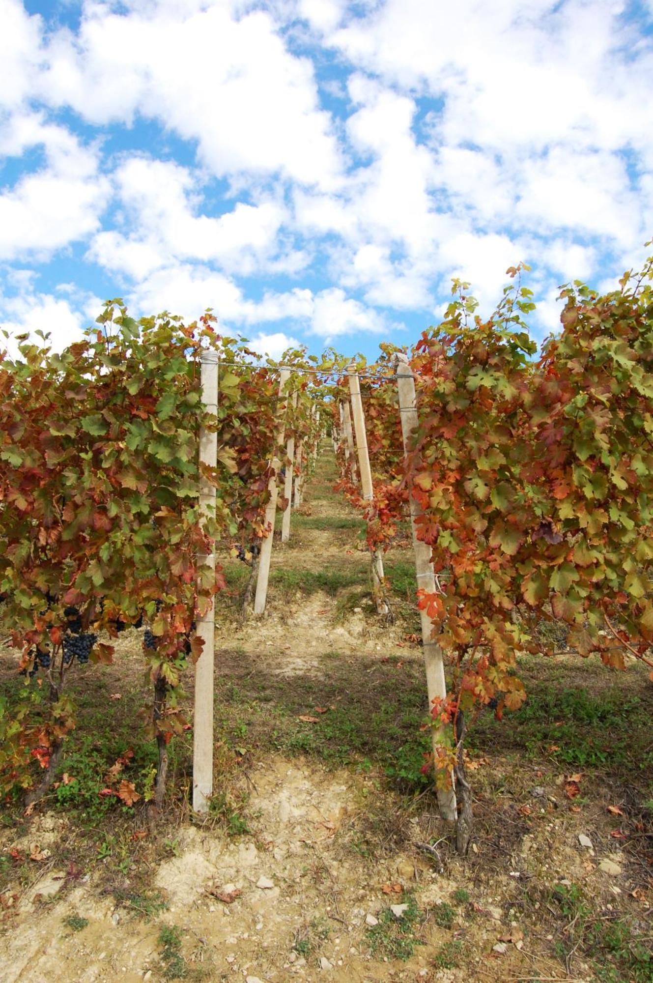 Agriturismo 'D Raine Montelupo Albese المظهر الخارجي الصورة